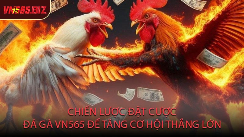 Chiến Lược Đặt Cược Đá Gà VN565 Để Tăng Cơ Hội Thắng Lớn